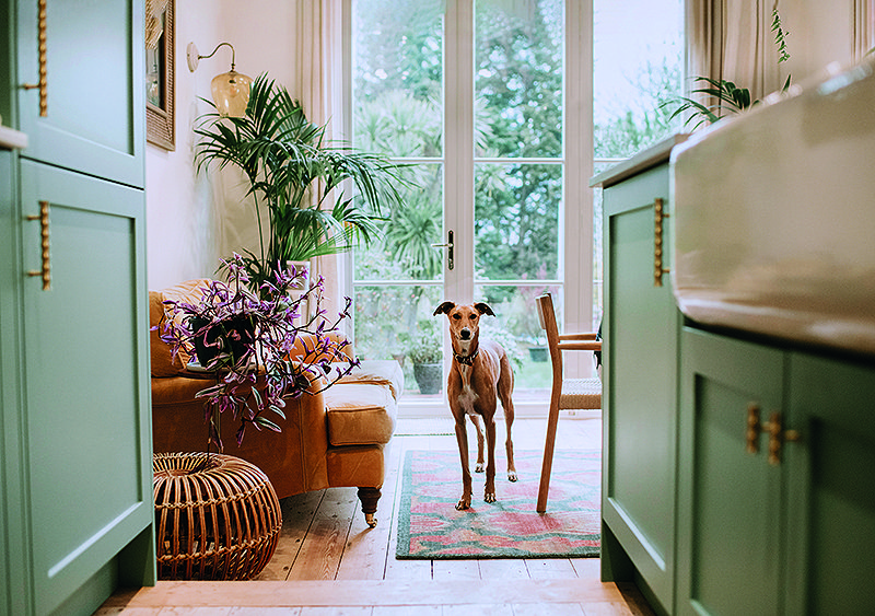 A kitchen living space eco friendly with a dog