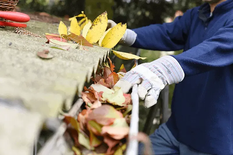 Autumn leaves built up in a house gutter getting cleared out by a man wearing gloves
