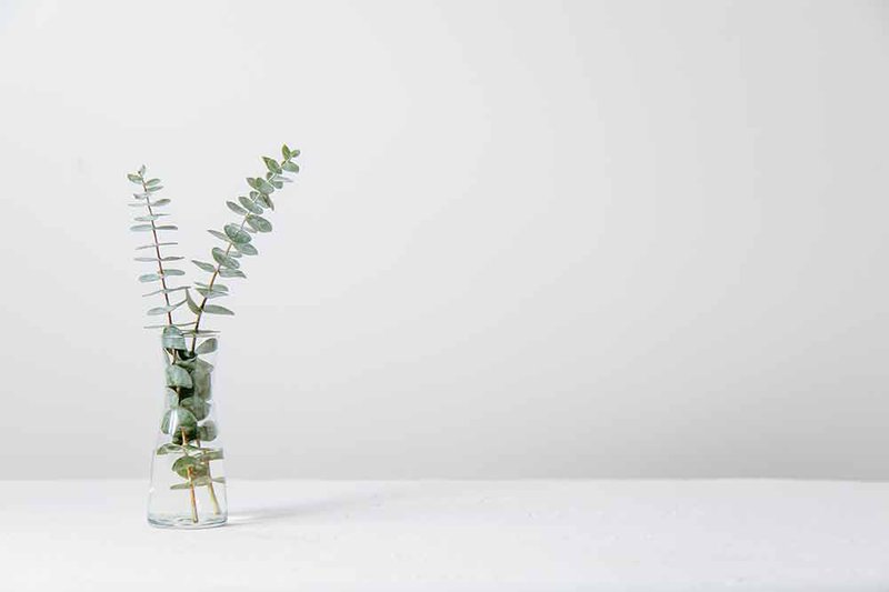 Fern-in-vase-in-front-of-white-background-by-Tim-Chow-on-Unsplash