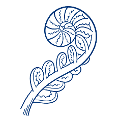 Fern illustration