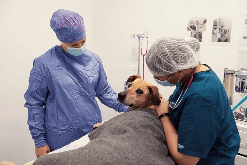 Leah Wakeford prepping a dog for surgery