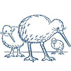 Multiple Kiwis Illustration