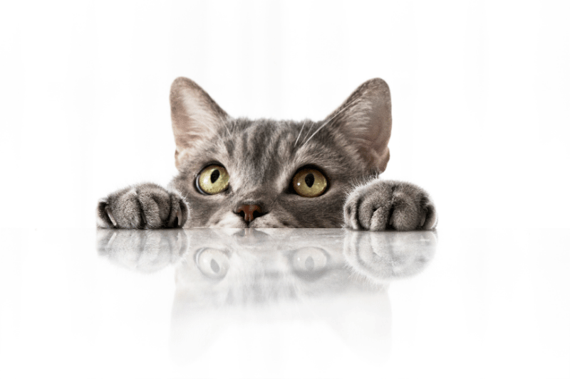 Cute kitten