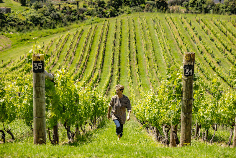 Cat walking through the vineyards