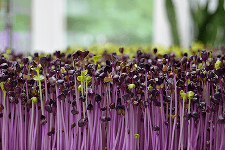 close-up-of-micro-greens